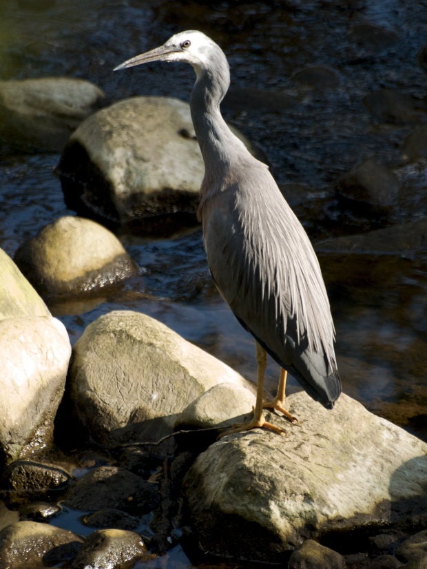White-faced Heron at Erskine River