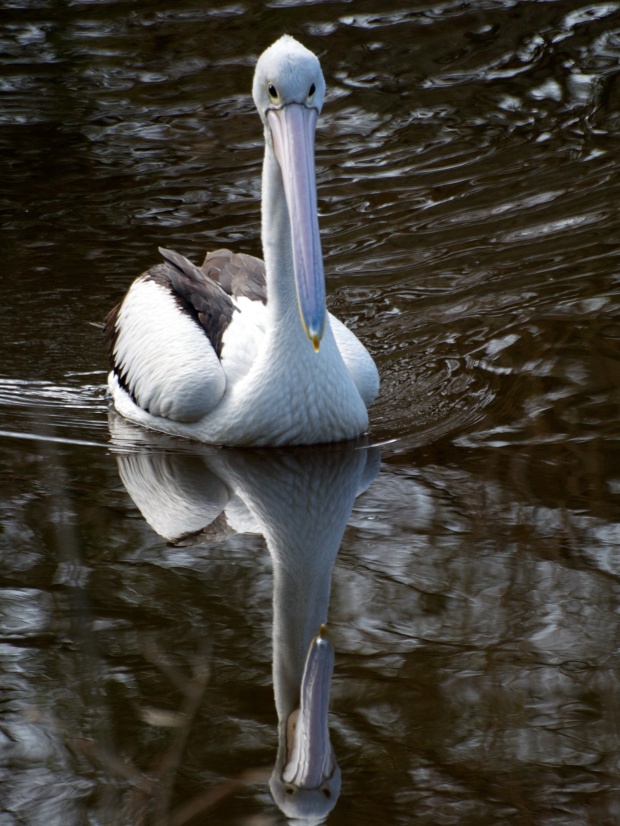 A Pelican and its reflection