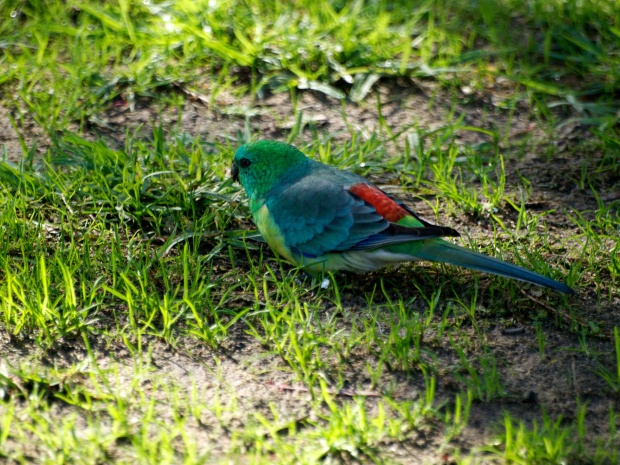 A male Red-rumped Parrot (Psephotus haematonotus) at  Balyang Sanctuary, Geelong. 